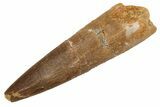Fossil Plesiosaur (Zarafasaura) Tooth - Morocco #231092-1